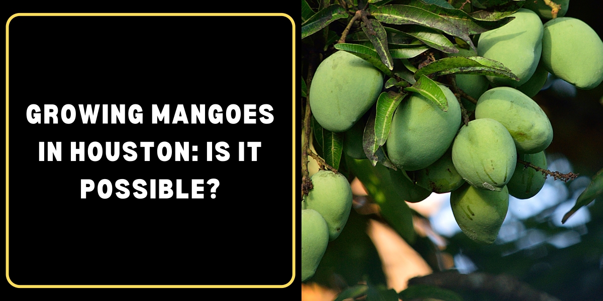 Growing Mangoes in Houston