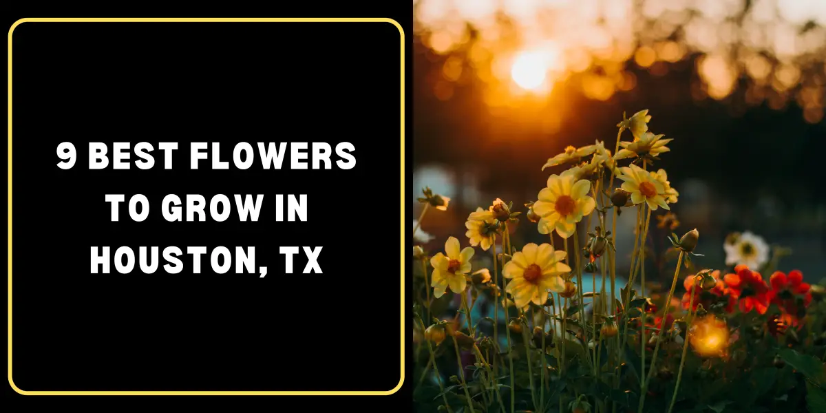 9 Best Flowers to Grow in Houston, TX